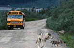 Bildergebnis f�r denali national park